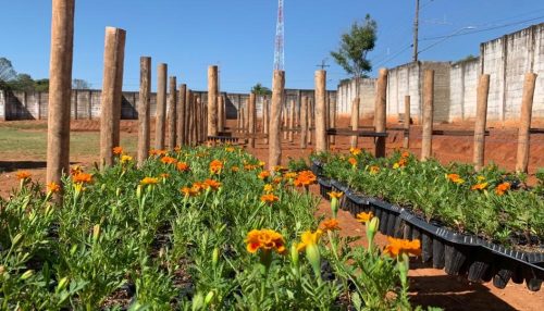 Viveiro de Mudas está em execução pela SAAMA