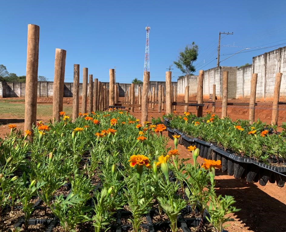 Viveiro de Mudas está em execução pela SAAMA