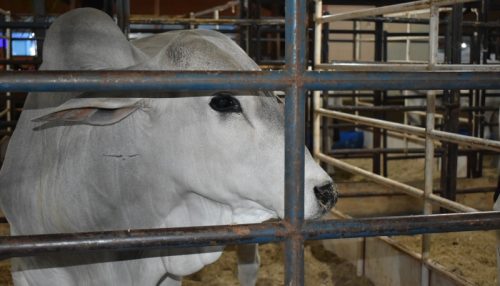 ExpoVerde 2023 terá no Pavilhão de Grandes Animais cerca de 100 animais expostos