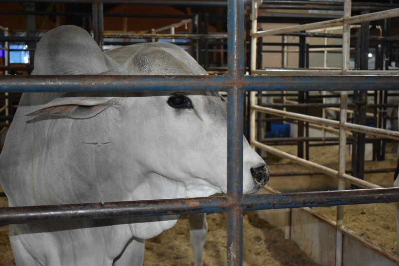 ExpoVerde 2023 terá no Pavilhão de Grandes Animais cerca de 100 animais expostos