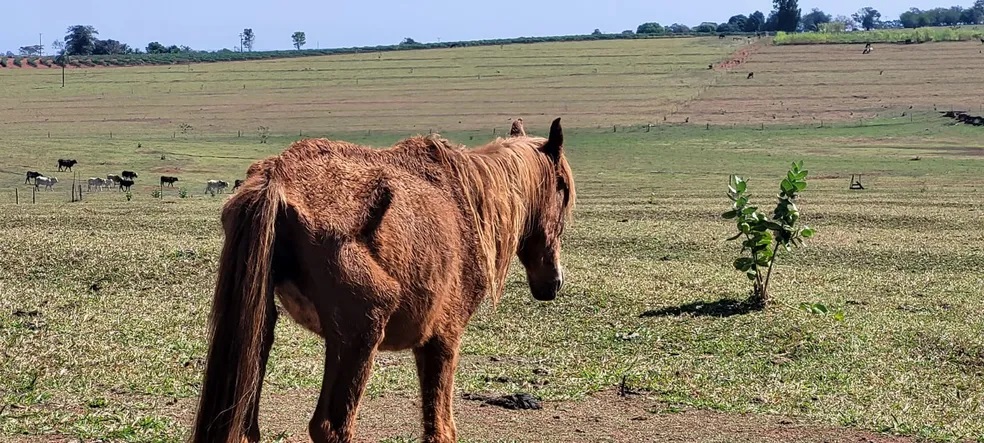 Homem é multado em R$ 3 mil por maus-tratos a cavalo, em Caiuá