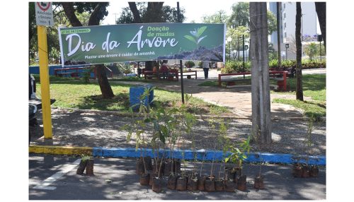 SAAMA distribui mudas de árvores frutíferas gratuitamente
