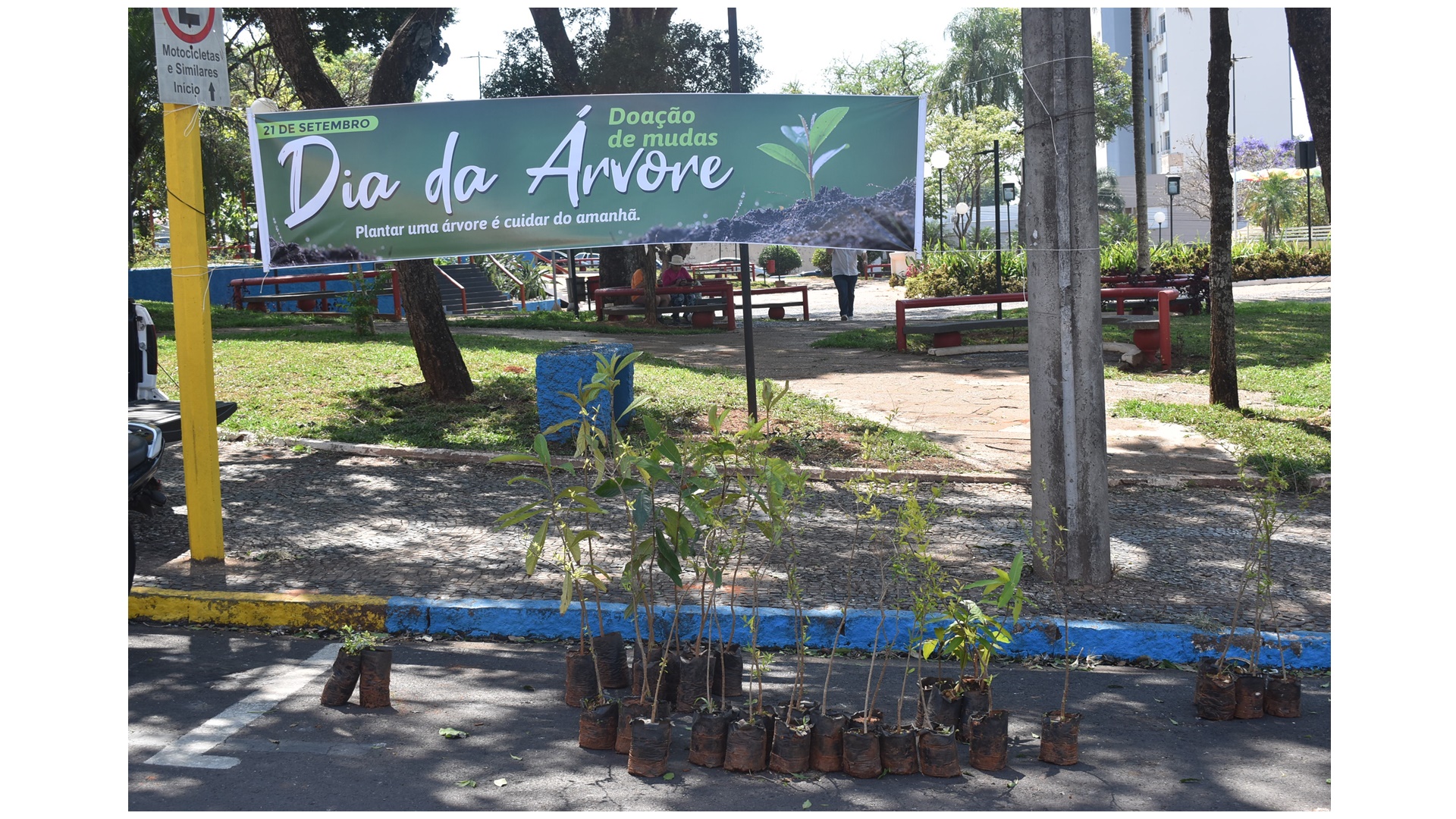 SAAMA distribui mudas de árvores frutíferas gratuitamente