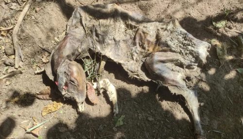 Sitiante é multado em R$ 63 mil por morte e maus-tratos a bovinos em Álvares Machado