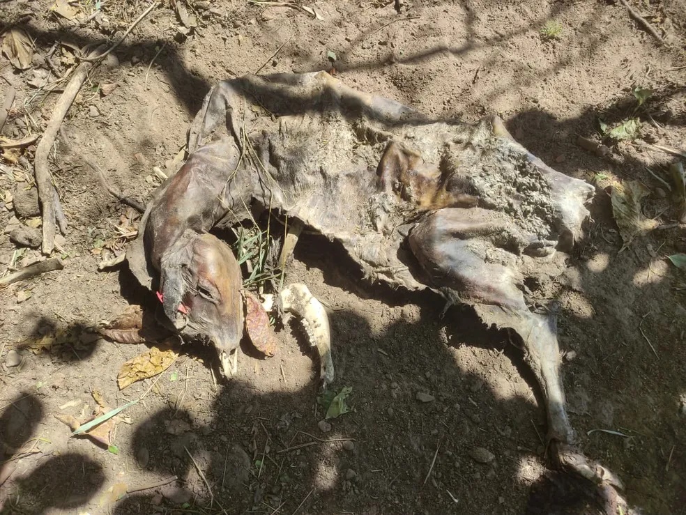 Sitiante é multado em R$ 63 mil por morte e maus-tratos a bovinos em Álvares Machado