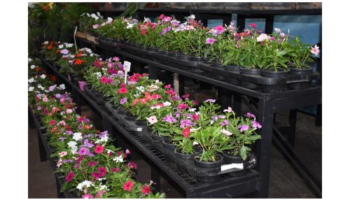 ExpoVerde 2023 terá variedade de flores e plantas