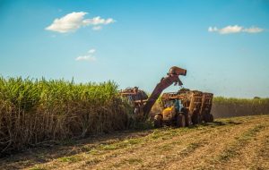 SP regulariza transporte de cana em composição de veículos de até 91 toneladas