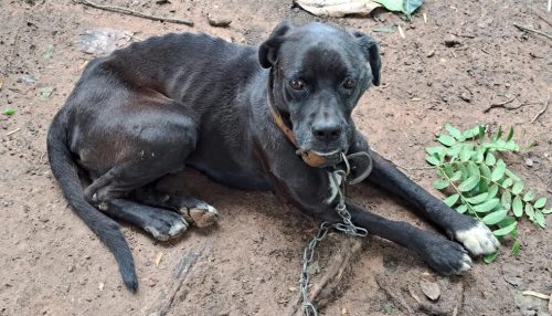 Homem ganha cão, se arrepende de pegá-lo e é multado em R$ 3 mil por maus-tratos ao animal