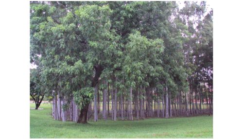 Desencontros provincianos com o Parque dos Pioneiros...