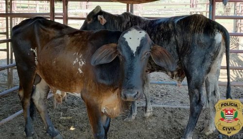Investigações recuperam gado que havia sido furtado de propriedade rural em Adamantina