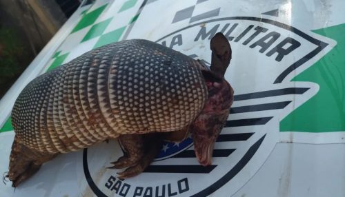 Caseiro de fazenda leva multa de R$ 500 e ainda vai responder criminalmente por caçar tatu-galinha, em Pacaembu