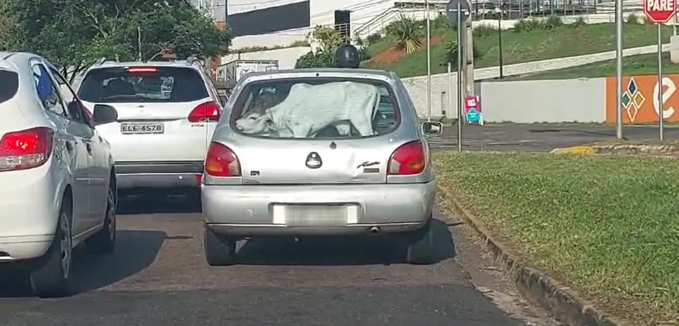 Bezerro é flagrado sendo transportado no porta-malas de carro em avenida movimentada