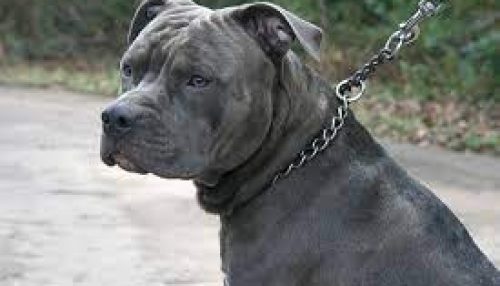 Criança morre após ser atacada por pit bull da família em Lençois Paulista