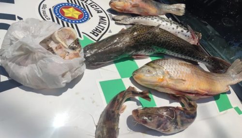 Pescador profissional é multado por armazenamento irregular de peixes, em Flórida Paulista