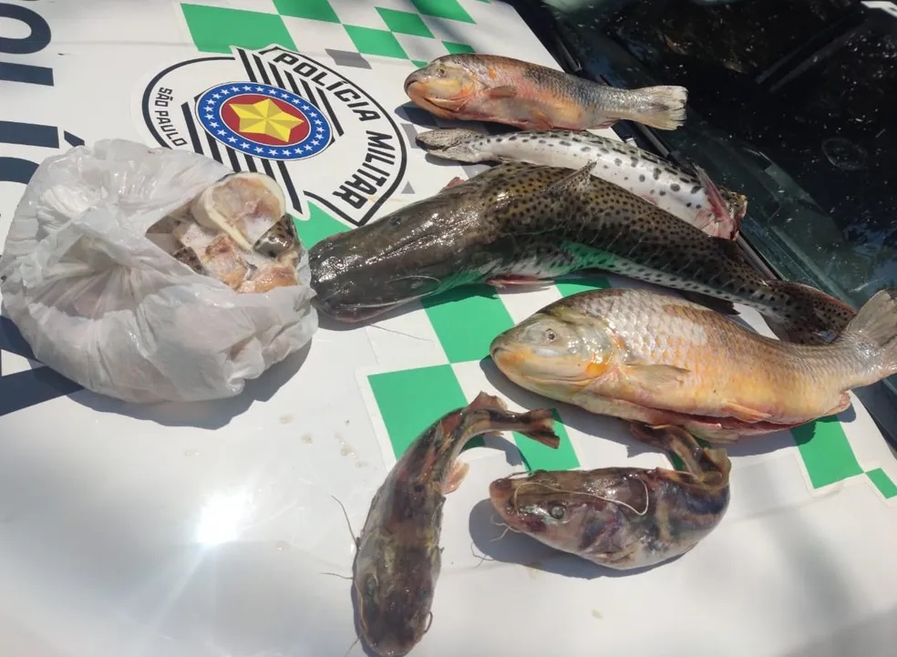 Pescador profissional é multado por armazenamento irregular de peixes, em Flórida Paulista