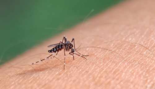 Ministério da Saúde abre consulta pública sobre proposta de incorporação no SUS de vacina contra a dengue