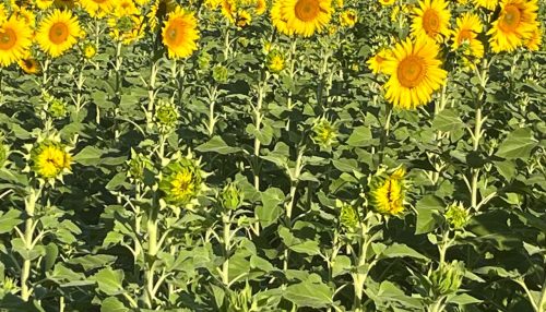 Adamantina ganha Campo de Girassóis: Símbolo de vida e esperança.