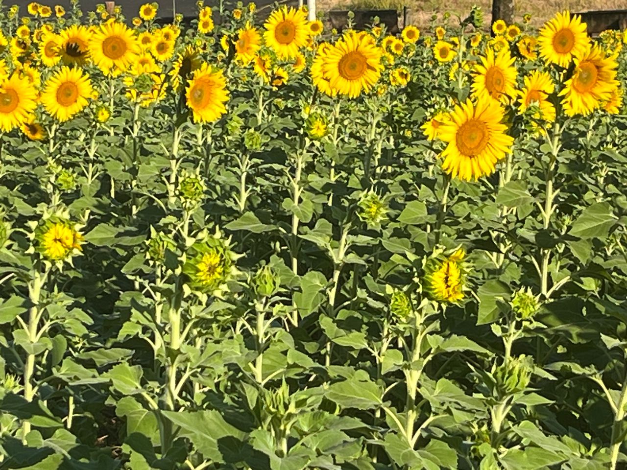 Adamantina ganha Campo de Girassóis: Símbolo de vida e esperança.