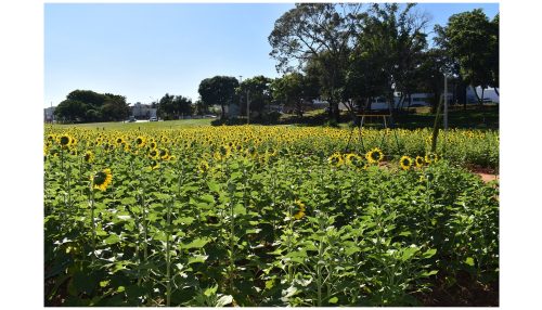 Novo espaço de paisagismo no Parque dos Pioneiros em Adamantina atrai munícipes e visitantes