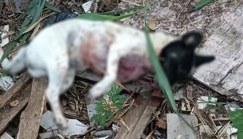 Após ataque com mordidas, homem mata cachorra com golpe de faca