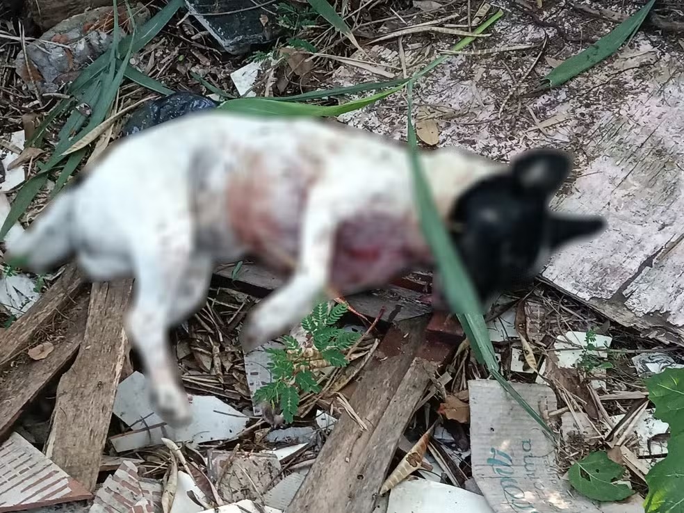 Após ataque com mordidas, homem mata cachorra com golpe de faca