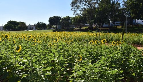 Espaço de paisagismo criado no Parque dos Pioneiros receberá novas espécies de flores