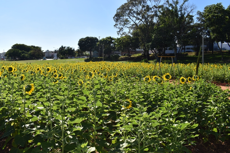 Espaço de paisagismo criado no Parque dos Pioneiros receberá novas espécies de flores