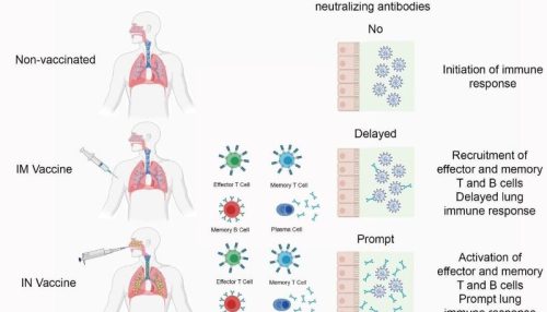 Vacina intranasal apresenta 100% de eficácia contra a Covid-19 em testes com animais