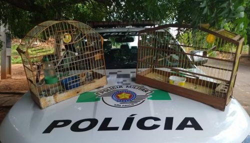 Idosa de 69 anos é multada em R$ 1 mil por manter aves silvestres em cativeiro, em Flórida Paulista