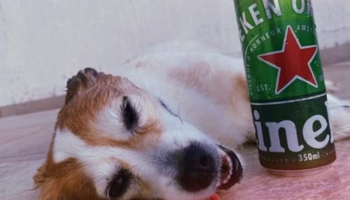 Jovem é multada por dar bebida alcoólica a cachorro e publicar a ação nas redes sociais