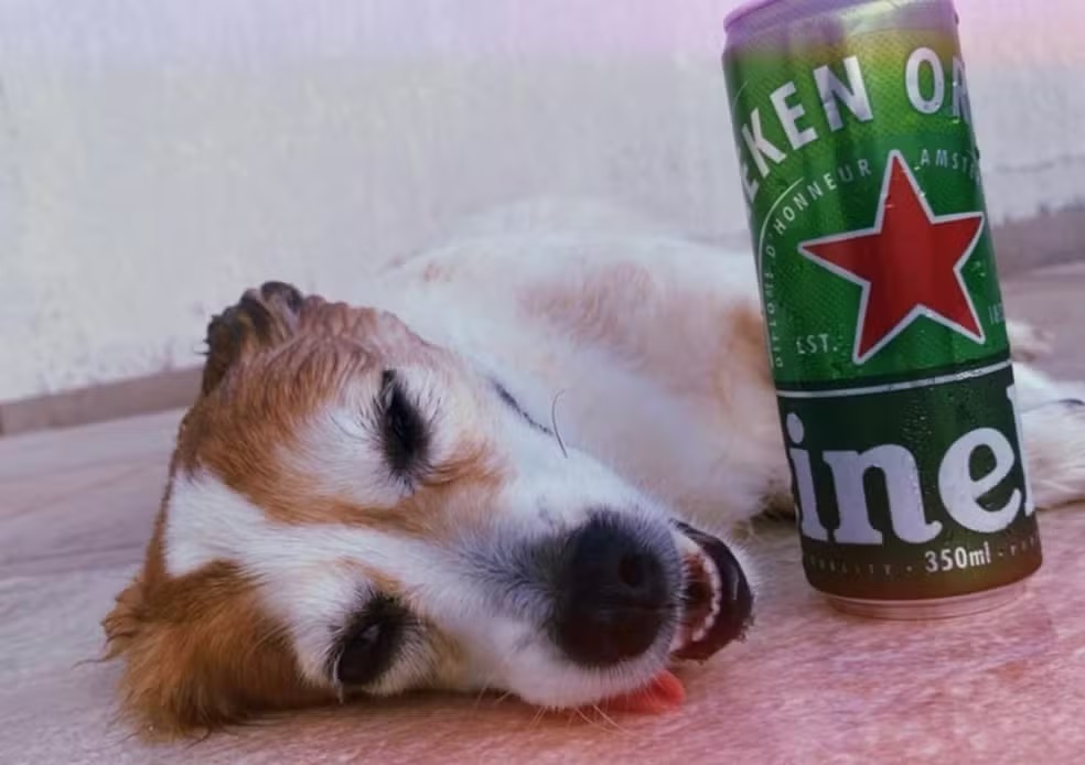Jovem é multada por dar bebida alcoólica a cachorro e publicar a ação nas redes sociais