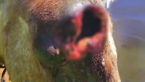 Homem é multado em R$ 3 mil por maus-tratos contra cavalo