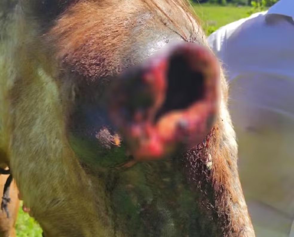 Homem é multado em R$ 3 mil por maus-tratos contra cavalo