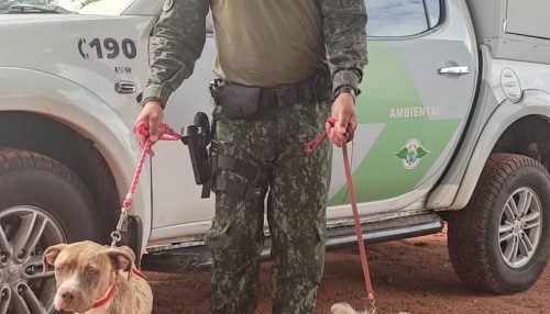 Mulher leva multa de R$ 6 mil e ainda responderá criminalmente por maus-tratos a cães