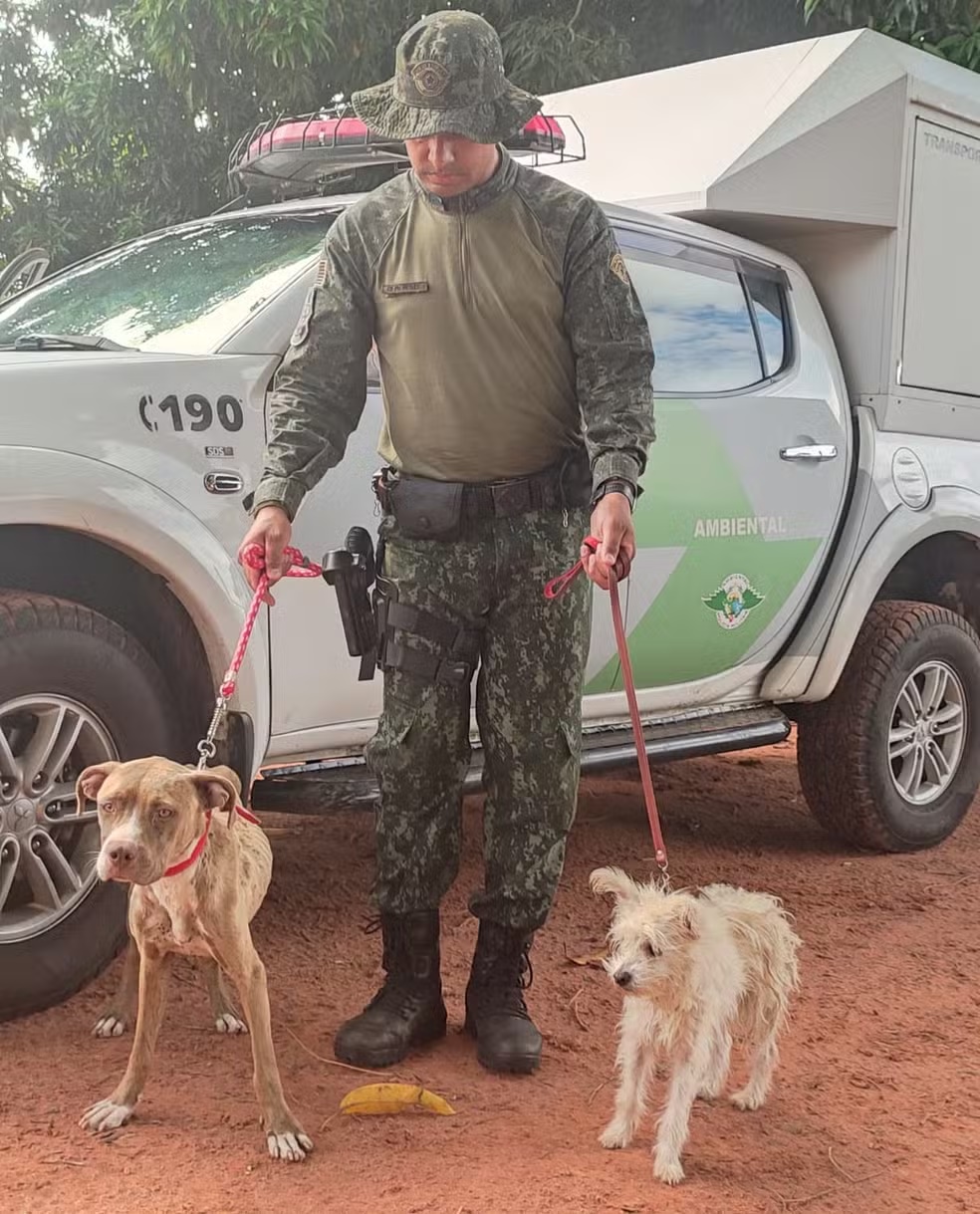 Mulher leva multa de R$ 6 mil e ainda responderá criminalmente por maus-tratos a cães