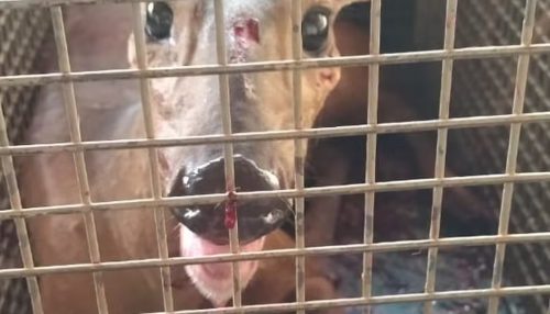 Veado aparece machucado em loja na área urbana de Dracena e é resgatado pela Polícia Ambiental