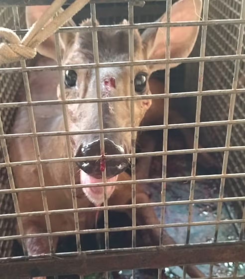 Veado aparece machucado em loja na área urbana de Dracena e é resgatado pela Polícia Ambiental