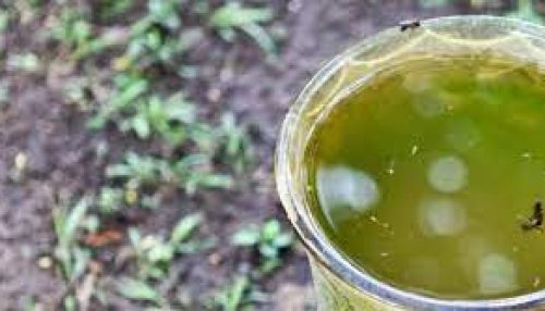 Prefeitura de Adamantina reforça pedido para que população vistorie quintais para evitar criadouros do mosquito da dengue