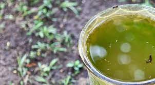 Prefeitura de Adamantina reforça pedido para que população vistorie quintais para evitar criadouros do mosquito da dengue