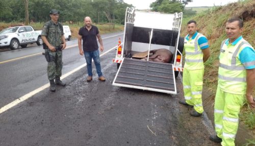 Atropelada e ferida, anta é resgatada na estrada que liga Osvaldo Cruz a Salmourão