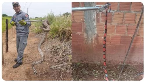 Bombeiros são chamados para capturar cobras em Tupã