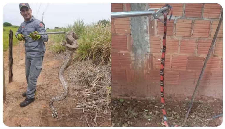 Bombeiros são chamados para capturar cobras em Tupã