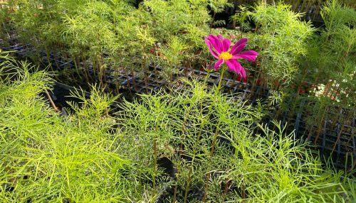 Espaço de paisagismo criado no Parque dos Pioneiros receberá a flor Cosmos