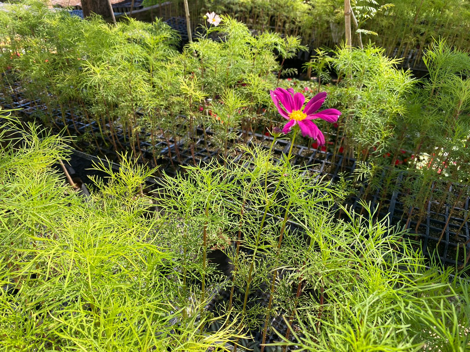 Espaço de paisagismo criado no Parque dos Pioneiros receberá a flor Cosmos