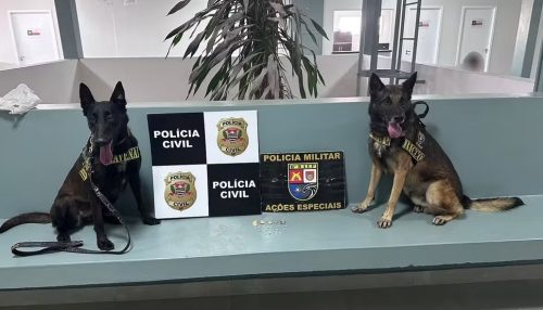 Após esconder entorpecentes em matagal, pai e filho são presos por tráfico em Pirapozinho