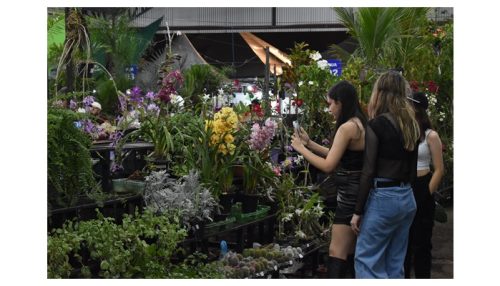 ExpoVerde 2024 terá ampla variedade de flores e plantas