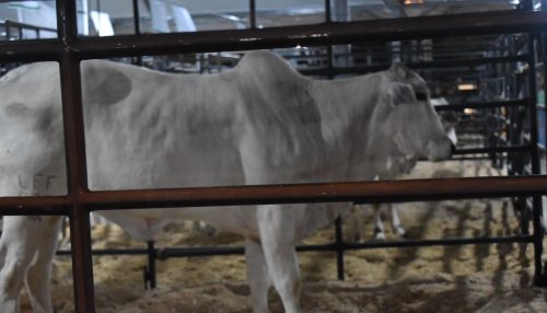 Mais de 100 animais estarão expostos no Pavilhão de Grandes e Médios Animais na ExpoVerde 2024