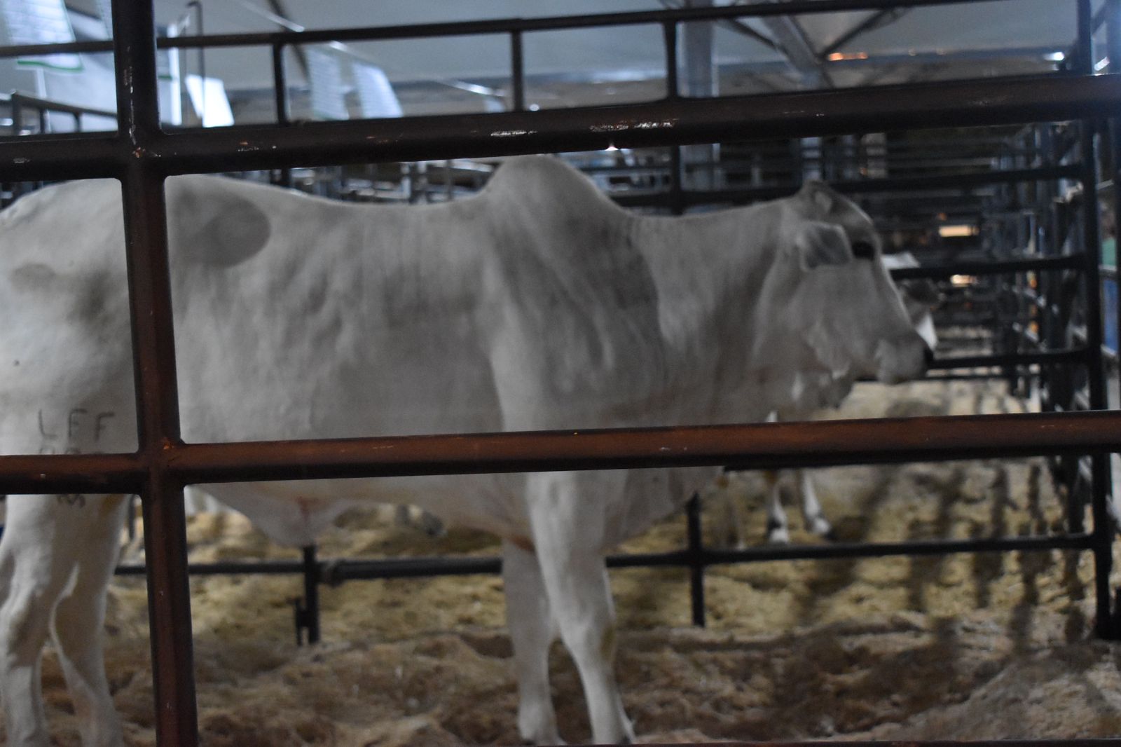 Mais de 100 animais estarão expostos no Pavilhão de Grandes e Médios Animais na ExpoVerde 2024