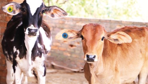 Marcação de bovinos a fogo deixa de ser obrigatória em São Paulo