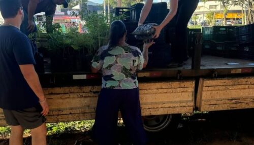 SAAMA distribui 600 mudas de árvores